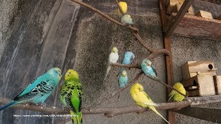 4 Hour Budgie Sounds Noisy In Their Aviary  August102019 [upl. by Ssac]