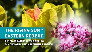 The Rising Sun™ Eastern Redbud Tree [upl. by Armitage]