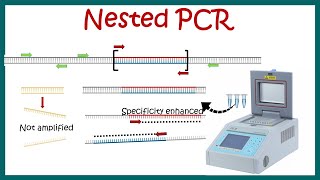 Nested PCR  Principle and usage [upl. by Nnayar]