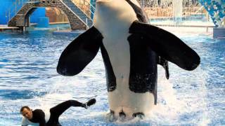 Captivity vs Wild Killer Whales [upl. by Biles]