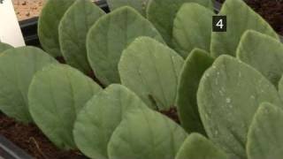 How To Use Leaf Petiole Cutting [upl. by Bonner859]