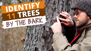 Identify 11 Trees By the Bark Easy Tips [upl. by Econah]