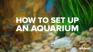 How to Set Up an Aquarium [upl. by Milly912]