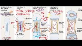 Endochondral Ossification [upl. by Aikaz]