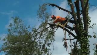 Tree Cutting Tree Surgeon Climbing Arborist [upl. by Terena]