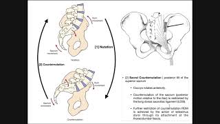 The Sacroiliac Joint  Sacral Nutation and Counternutation [upl. by Combe]