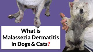 Malassezia Dermatitis in Dogs amp Cats Symptoms amp Treatment [upl. by Salena15]