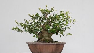 Yaupon Holly Bonsai [upl. by Suqram122]