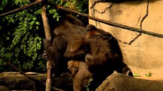 Whats New with the Gorillas  Cincinnati Zoo [upl. by Thevenot352]