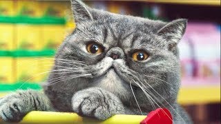 Netto Katzen  1 Hour version 1440p [upl. by Nide]