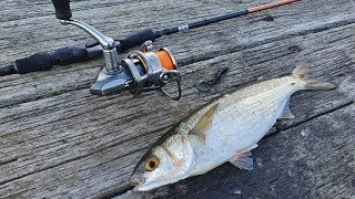 How to Catch MULLET with Soft Plastics [upl. by Corydon]