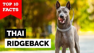 Thai Ridgeback  Top 10 Facts [upl. by Brunelle]