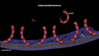 Antiphospholipid syndrome [upl. by Enirol399]