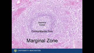 Histology of the Spleen [upl. by Tammany]