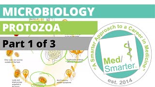 Protozoa  Microbiology  USMLE STEP 1  Part 1 of 3 [upl. by Ruthe429]