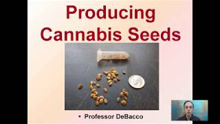 Producing Cannabis Seeds [upl. by Nnylecoj]