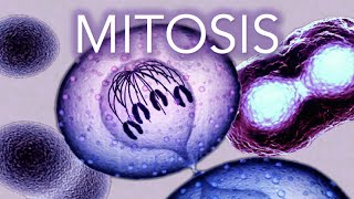 MITOSIS  MADE SUPER EASY  ANIMATION [upl. by Odranoel]