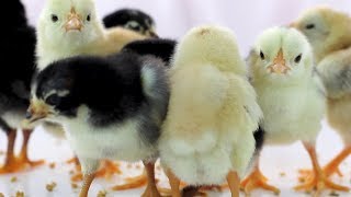 Cute Baby Chickens  Funny Baby chicks [upl. by Hardwick]