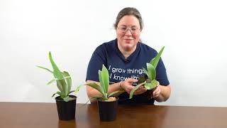 Staghorn Ferns Ask the Grower [upl. by Adirehs991]