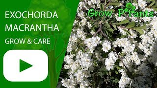 Exochorda macrantha  grow amp care Pearl bush [upl. by Rugen]