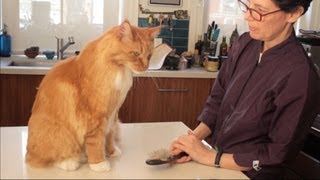 Maine Coon Cat Grooming with The Pet Maven [upl. by Milissa407]