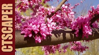 REDBUD Cercis canadensis Forest Pansy [upl. by Rainer]