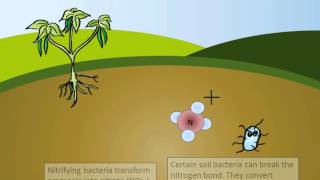 The Nitrogen Cycle [upl. by Clim]