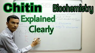 Chitin  Chitin structure  Biochemistry [upl. by Warrenne]