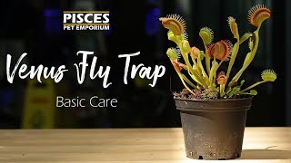 How to Care for the Venus Fly Trap [upl. by Simonne]