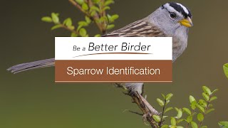 Bird Academy—Welcome to Sparrow Identification [upl. by Ignace]