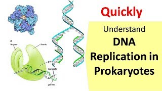 DNA Replication in Prokaryotes [upl. by Aierb]