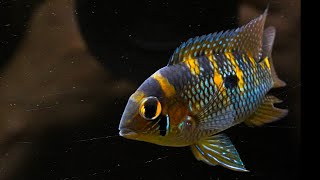 Yellow Acara Spawning [upl. by Dedric]