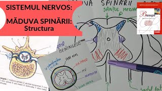 ADMITERE MEDICINA SISTEMUL NERVOS 4 MADUVA SPINARII  Structura [upl. by Airekat677]