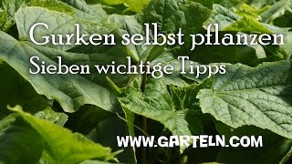 Gurken pflanzen  7 Tipps von der Aussaat bis zur Fruchtfolge 🥒 [upl. by Yeslehc938]