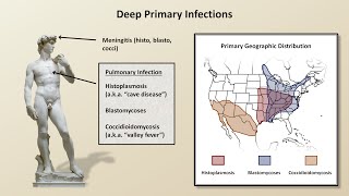 An Overview of Fungal Infections Fungal Infections  Lesson 2 [upl. by Noella]