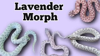 The Lavender Morph and Gene Combinations in Hognose Snakes [upl. by Ricarda]