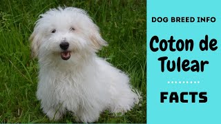 Coton de Tulear dog breed All breed characteristics and facts about Coton dogs [upl. by Jeddy]