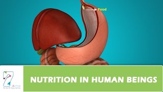 NUTRITION IN HUMAN BEINGS [upl. by Howlyn]