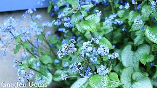 Siberian bugloss Brunnera macrophylla [upl. by Batista]