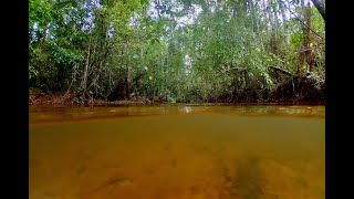 Habitat of Hyphessobrycon herbertaxelrodi and Apistogramma trifasciata Mato Grosso do Sul Brazil [upl. by Lalla]