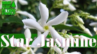 Star Jasmine  Can be used as a climbing vine a groundcover and a fragrant potted plant [upl. by Nirrac]