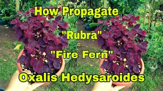 HOW to PROPAGATE OXALIS HEDYSAROIDES quot RUBRAquot FIRE FERN [upl. by Annahtur78]