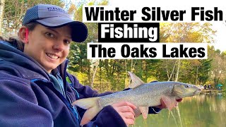 Winter Commercial Silver Fish Fishing  The Oaks Lakes I Oak lake [upl. by Dronel]