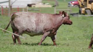 American Shorthorn Association  Bowman Superior Genetics [upl. by Nilesoj]