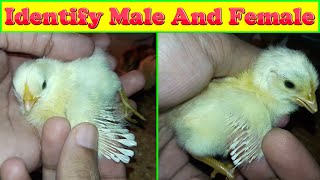 How to Identify Male and Female Chicks [upl. by Ulrika442]