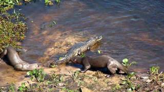 Otters vs Caiman [upl. by Sierra]