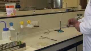 Microbiology Preparing an Inoculum [upl. by Ecnatsnok]