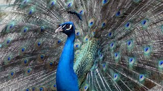 10 Most Beautiful Peacocks in the World [upl. by Declan432]