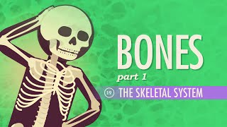 The Skeletal System Crash Course Anatomy amp Physiology 19 [upl. by Havard]