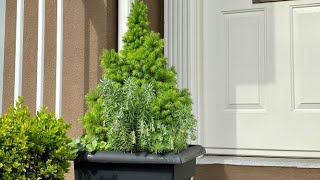 Dwarf Alberta Spruce Picea Glauca Conica  Spring Update May 5 [upl. by Zetrac]